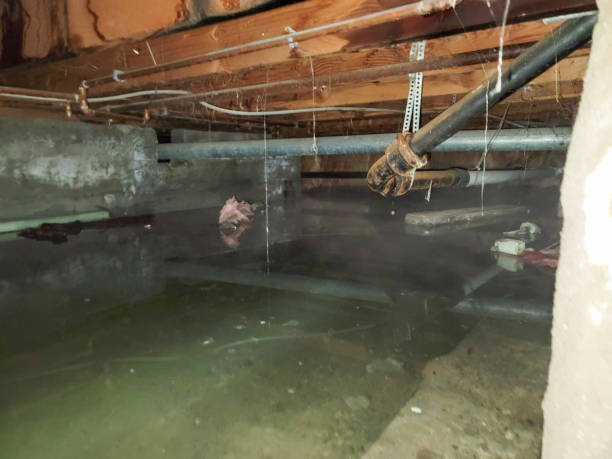 Best Local water damage restoration  in Cold Springs, NV