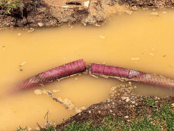 Best Water damage cleanup near me  in Cold Springs, NV